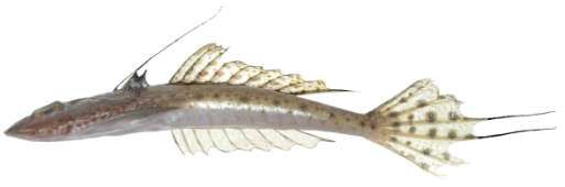 Callionmus filamentosus
