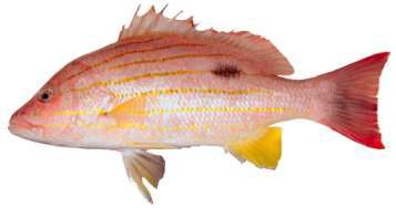 Lutjanus russellii