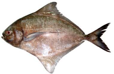 Parastromateus niger