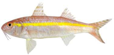 Upeneus moluccensis