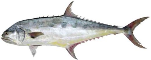 Scomberoides commersonnianus