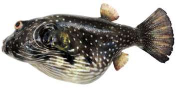 Arothron hispidus