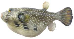 Arothron hispidus