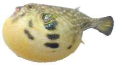 Arothron hispidus