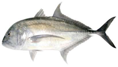 Caranx ignobilis