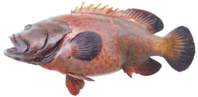 Cephalopholis miniata
