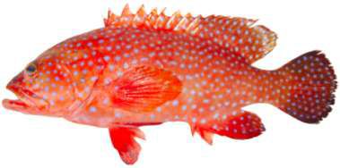 Cephalopholis miniata