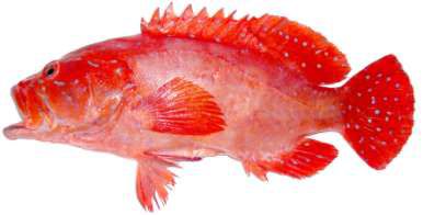 Cephalopholis oligosticta