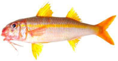 Mulloidichthys vanicolensis