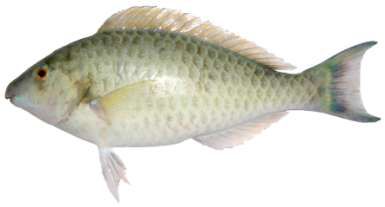 Hipposcarus harid