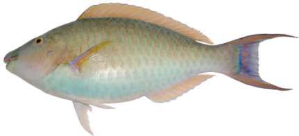 Hipposcarus harid