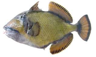 Balistoides viridescens