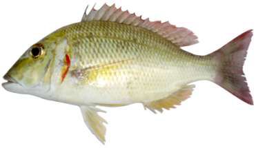 Lethrinus lentjan