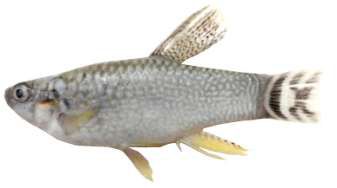 Apharius dispar dispar