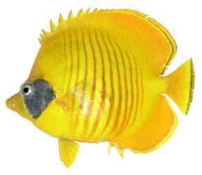 Chaetodon semilarvatus