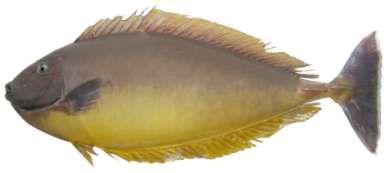 Naso annulatus
