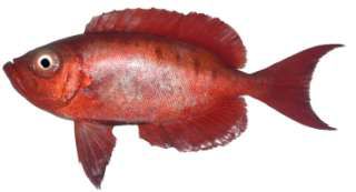Priacanthus hamrur