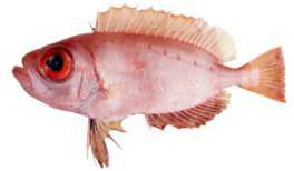 Priacanthus hamrur