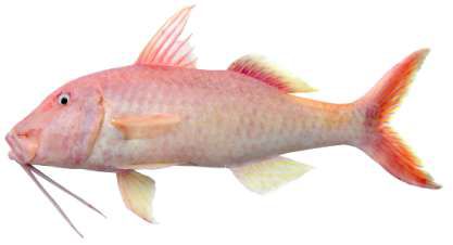 Parupeneus cyclostomus
