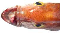 Pristipomoides filamentosus
