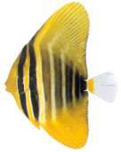 Zebrasoma desjardinii
