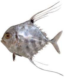 Carangoides armatus