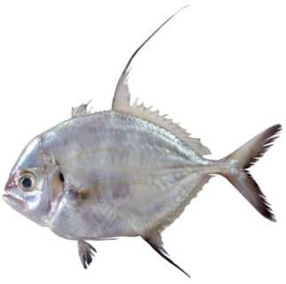 Carangoides armatus