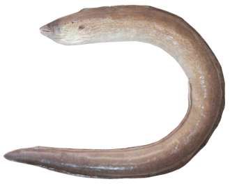 Gymnothorax griseus
