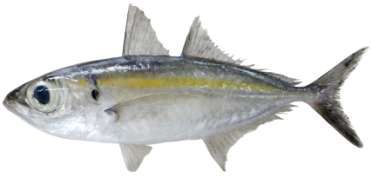 Selar crumenophthalmus
