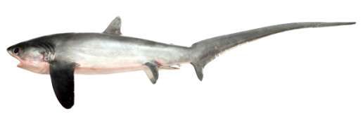 Alopias pelagicus