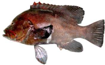 Aethaloperca rogaa