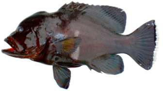 Aethaloperca rogaa