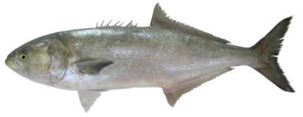 Pomatomus saltatrix