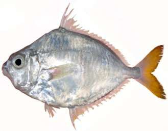 Leiognathus equulus