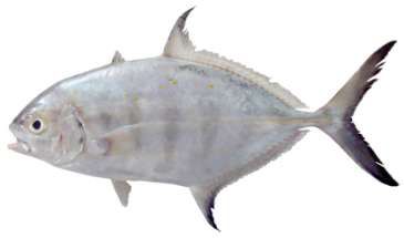 Carangoides ferdau