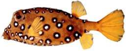 Ostracion cubicus