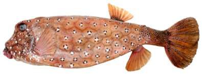 Ostracion cubicus