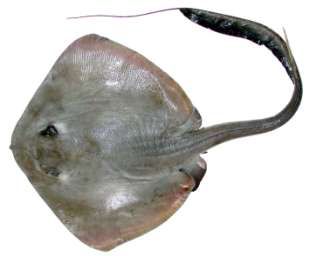 Pastinachus sephen