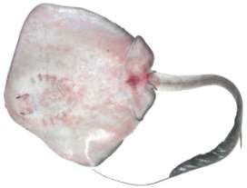 Pastinachus sephen