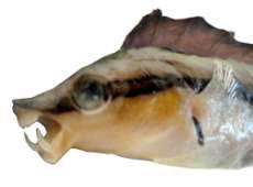 Aspidontus taeniatus