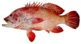 Cephalopholis sonnerati