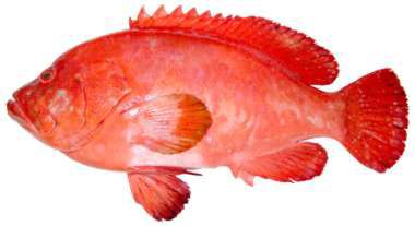 Cephalopholis sonnerati