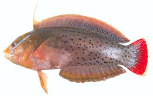 Coris formosa