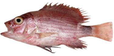 Lutjanus malabricus
