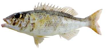 Lethrinus variegatus
