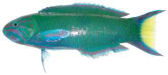 Thalassoma lunare