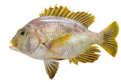Wattsia mossambica