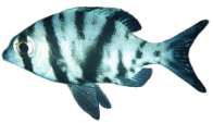 Gymnocranius grandoculis