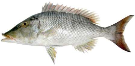 Lethrinus microdon