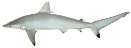 Carcharhinus brevipinna